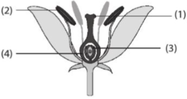 Hình dưới đây thể hiện sơ đồ cấu trúc hoa. Quá trình thụ phấn xảy ra ở đâu? (ảnh 1)
