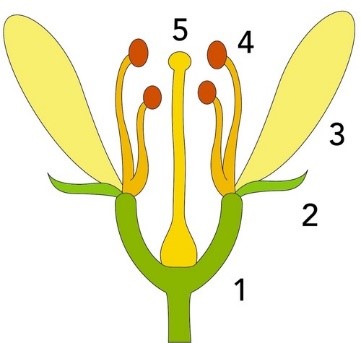 Hình dưới đây thể hiện sơ đồ cấu trúc hoa. Quá trình thụ phấn xảy ra ở đâu? (ảnh 1)