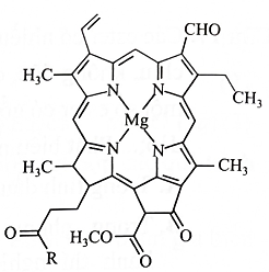 Chlorophyll là phức chất tạo màu xanh cho lá cây, có cấu tạo như hình bên. Số liên kết quanh nguyên tử trung tâm và số phối tử trong chlorophyll lần lượt là   	 (ảnh 1)