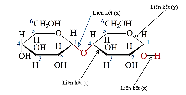 Liên kết glycoside là liên kết nào? (ảnh 1)