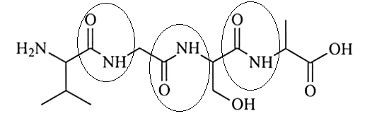 Có bao nhiêu liên kết peptide có trong phân tử peptide trên? (ảnh 2)