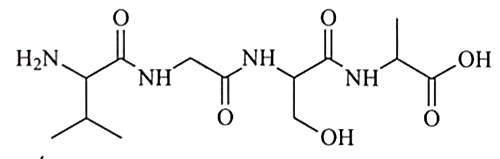 Có bao nhiêu liên kết peptide có trong phân tử peptide trên? (ảnh 1)