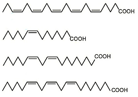 Có bao nhiêu chất thuộc loại acid béo omega-6 trong dãy? (ảnh 1)