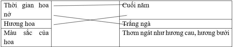 Nối để thấy được đặc điểm của hoa sầu riêng.Hoa sầu riêng trổ vào cuối năm. Gió đưa hương thơm ngát như hương cau, hương bưởi toả khắp khu vườn. Hoa đậu từng chùm, màu trắng ngà. Cánh hoa nhỏ (ảnh 1)