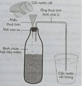 Cho hình sau mô tả một thí nghiệm về hô hấp ở thực vật. Quan sát hình và cho biết mỗi phát biểu sau đây là đúng hay sai?  (ảnh 1)