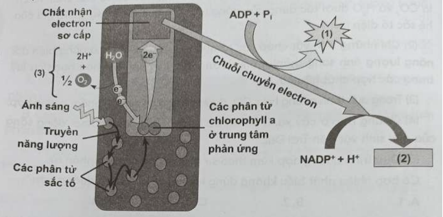 Hình dưới đây mô tả một giai đoạn trong quá trình quang hợp ở thực vật. Hãy cho biết các chú thích (1) và (2) lần lượt là chất gì? (ảnh 1)