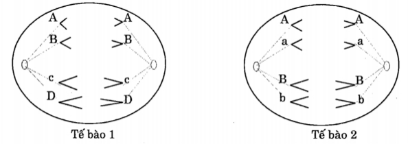 Cho biết 2 tế bào sau đang thực hiện quá trình phân bào bình thường. Các chữ cái kí hiệu cho các nhiễm sắc thể. Theo lí thuyết, dự đoán nào sau đây đúng? (ảnh 1)
