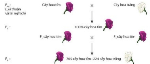 Hình dưới đây biểu diễn cho thí nghiệm lai một tính trạng của Mendel. Hãy cho biết mỗi nhận định dưới đây về giải thích kết quả theo quan điểm của Mendel là đúng hay sai? (ảnh 1)