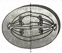 Cho tế bào đang phân bào có dạng như hình bên.  Tế bào này đang ở kì nào sau đây của quá trình phân bào? (ảnh 1)