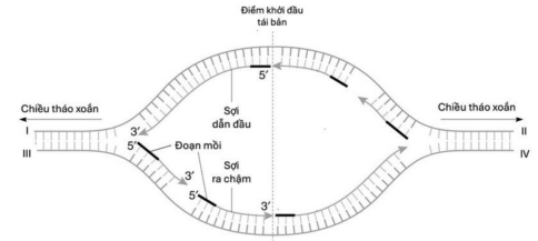 Hình dưới đây thể hiện một đơn vị tái bản DNA ở một loài sinh vật nhân thực. Mỗi nhận định sau đây là đúng hay sai? (ảnh 1)