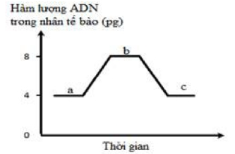  Đồ thị bên mô tả sự biến động hàm lượng DNA của nhân trong một tế bào qua các giai đoạn của quá trình phân bào. Mỗi phát biểu sau đây là đúng hay sai? (ảnh 1)