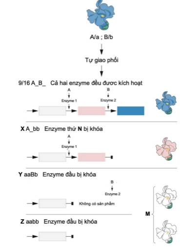 Hình dưới đây mô tả một quy luật di truyền do hai gene quy định, A và B với các kiểu gene lặn tương ứng là a và b. (ảnh 1)