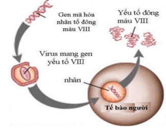 Một người bị bệnh máu khó đông do gene quy định tổng hợp một nhân tố đông máu bị đột biến (nhân tố đông máu VIII). Để chữa bệnh cho người này, người ta đề xuất một giải pháp kĩ thuật được mô tả như hình bên. (ảnh 1)