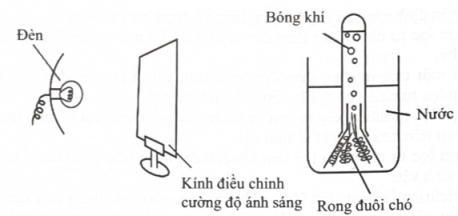 Một thí nghiệm được thiết kế để đánh giá sự ảnh hưởng của cường độ ánh sáng lên cường độ quang hợp. Cường độ ánh sáng của đèn được điều chỉnh bằng độ đục của kính và cường độ quang hợp được đo bằng số lượng bóng khí thoát ra. Thí nghiệm được mô tả ở hình dưới đây (ảnh 1)