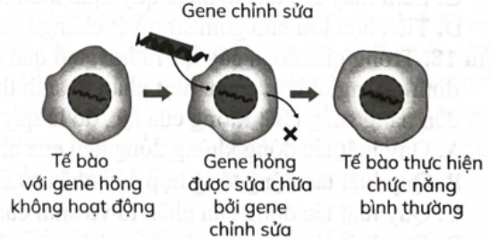 Liệu pháp gene là phương pháp sử dụng gene để điều trị hoặc ngăn ngừa bệnh tật. Hình dưới đây thể hiện nguyên lí nào trong liệu pháp gene? (ảnh 1)