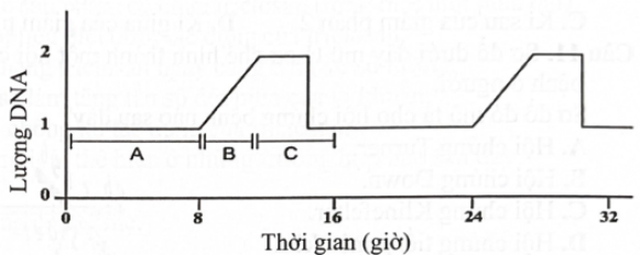 Đồ thị dưới đây mô tả sự thay đổi lượng DNA của một tế bào trong chu kì tế bào ở một loại tế bào mô phân sinh thực vật. Giai đoạn B trong đồ thị tương ứng là (ảnh 1)