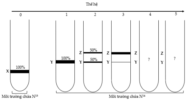 Một nhóm nghiên cứu thực hiện thí nghiệm để kiểm chứng mô hình nhân đôi DNA ở vùng nhân của tế bào nhân sơ. Họ đã nuôi một số vi khuẩn E.coli trong môi trường chỉ có nitơ đồng vị nặng (15N). Sau đó, họ chuyển vi khuẩn sang nuôi tiếp năm thế hệ ở môi trường chỉ có nitơ đồng vị nhẹ (14N). Biết số lần nhân lên của vi khuẩn E.coli trong các ống nghiệm là như nhau. Tách DNA sau mỗi thế hệ và thu được kết quả như hình dưới đây. Cho biết X là vị trí của DNA chứa cả hai mạch 15N; Y là vị trí của DNA chứa cả mạch 14N và mạch 15N; Z là vị trí của DNA chứa cả hai mạch 14N. (ảnh 1)