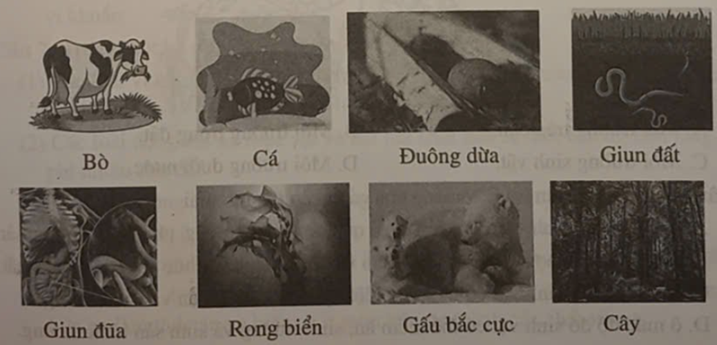 Em hãy nêu 4 môi trường sống chủ yếu của sinh vật. Quan sát hình em hãy cho biết các sinh vật sau thuộc môi trường sống nào. (ảnh 1)