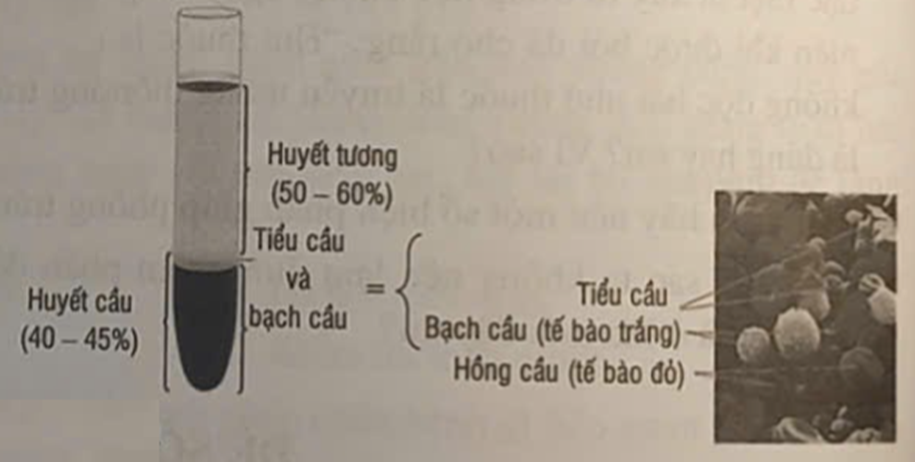 Hình ảnh bên cho biết cấu tạo của cơ quan nào trong cơ thể người? (ảnh 1)