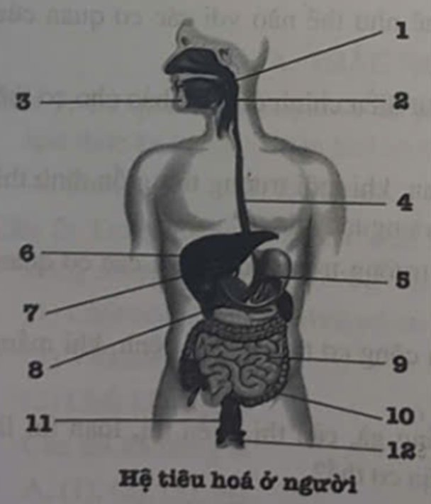 Dựa vào hình ảnh bên dưới, hãy điền chú thích các cơ quan của hệ tiêu hoá ở người vào bảng sau: (ảnh 1)