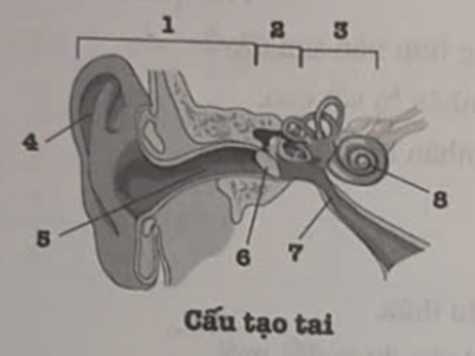 Dựa vào hình ảnh bên dưới, em hãy xác định tên của các bộ phận cấu tạo tai vào bảng sau: (ảnh 1)