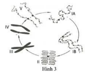 Ruồi giấm có bộ nhiễm sắc thể 2n = 8. Hình bên mô tả sự biến đổi hình thái nhiễm sắc thể trong chu kì tế bào. Mỗi phát biểu sau đây đúng hay sai? (ảnh 1)