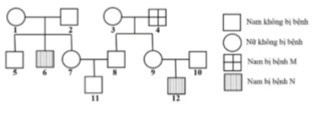  Phả hệ ở hình bên mô tả sự di truyền của bệnh M và bệnh N ở người, mỗi bệnh đều do 1 trong 2 allele của một gene quy định. Cả hai gene này đều nằm ở vùng không tương đồng trên nhiễm sắc thể giới tính X. Biết rằng không xảy ra đột biến và không có hoán vị gene. Theo lí thuyết, mỗi phát biểu sau là đúng hay sai? (ảnh 1)