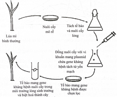  “Take-all” là bệnh ở lúa mì do nấm gây ra. Nó có thể gây ra thiệt hại nghiêm trọng ảnh hưởng đến năng suất vụ mùa. Không có gene kháng loại nấm này ở lúa mì. Tuy nhiên, có một gene kháng loại nấm này có trong yến mạch. Sơ đồ dưới đây cho thấy gene này có thể được chuyển vào lúa mì. (ảnh 1)