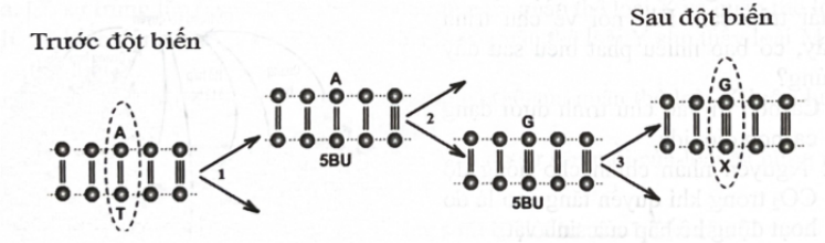 Sơ đồ sau đây mô tả quá trình thay đổi trình tự nucleotide tại 1 điểm trên đoạn của gene. Đây là dạng đột biến (ảnh 1)