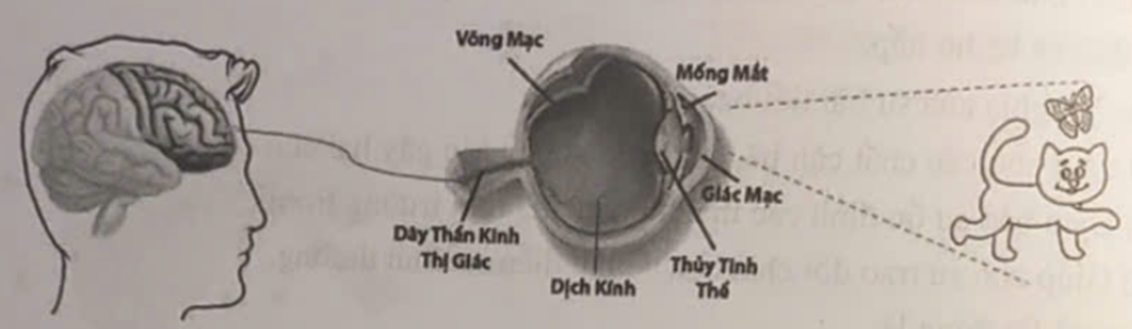 Dựa vào hình ảnh bên dưới, em hãy trình bày quá trình thu nhận ánh sáng diễn ra ở cầu mắt. (ảnh 1)