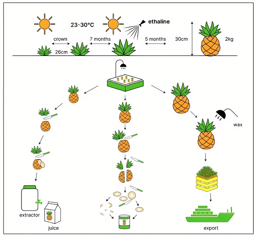 The diagram below shows the process of growing and preparing pineapples and pineapple products. Summarise the information by selecting and reporting the main features, and make comparisons where relevant. Write at least 150 words. (ảnh 1)