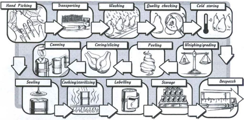 The diagram below shows the multistage production of pears as canned fruits.  Write a report for a university lecturer describing the process below. Write at least 150 words. (ảnh 1)