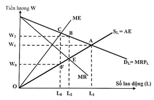 Mức lương và số lao động được thuê trong thị trường độc quyền bán về lao động : A. W1; L1							B. W2; L2 C. W0;L0							D. Các câu trên đều sai. (ảnh 1)