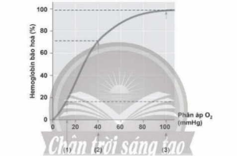 Hình dưới đây mô tả đường cong biểu diễn tỉ lệ hemoglobin bão hoà (thể hiện khả năng kết hợp giữa hemoglobin với O2) tại các vị trí trong cơ thể người (có phân áp O2 khác nhau). Hãy cho biết các chú thích (1), (2), (3) tương ứng với vị trí nào sau đây: phổi, cơ vận động, cơ quan lúc nghỉ ngơi. (ảnh 1)