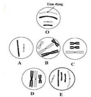 Xét một loài giả định có bộ NST 2n = 4. Hình bên mô tả NST trong nhân của các tế bào khác nhau, trong đó hình O là bộ NST của tế bào lưỡng bội bình thường, gồm 2 cặp tương đồng: một cặp có kích thước lớn, một cặp có kích thước nhỏ, các NST đều chưa nhân đôi. Mỗi nhận định sau đây đúng hay sai? (ảnh 1)