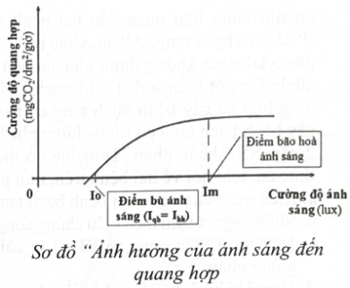  Hình dưới đây là sơ đồ ảnh hưởng của ánh sáng đến quang hợp. Điểm bù ánh sáng: Cường độ ánh sáng tối thiểu để cường độ quang hợp bằng cường độ hô hấp. Điểm bão hoà ánh sáng: Cường độ ánh sáng tối đa để cường độ quang hợp đạt cực đại. Mỗi nhận định sau đây đúng hay sai về sơ đồ này? (ảnh 1)