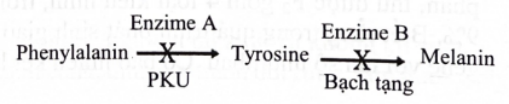  Sơ đồ bên là sơ đồ rút gọn mô tả con đường chuyển hoá pheninalanin liên quan đến hai bệnh chuyển hoá ở người, gồm phenyl keto niệu (PKU) và bạch tạng. Allele A mã hoá enzyme A, allele lặn đột biến a dẫn tới tích luỹ phenylalanine không được chuyển hoá gây bệnh PKU. Gene B mã hoá enzyme B, allele lặn đột biến b dẫn tới tyrosine không được chuyển hoá. Melanin không được tổng hợp sẽ gây bệnh bạch tạng có triệu chứng nặng; melanin được tổng hợp ít sẽ gây bệnh bạch tạng có triệu chứng nhẹ hơn. Gene mã hoá 2 enzyme A và B nằm trên 2 cặp NST khác nhau. Tyrosine có thể được thu nhận trực tiếp một lượng nhỏ từ thức ăn. Khi nói về hai bệnh trên, mỗi phát biểu sau đây đúng hay sai? (ảnh 1)