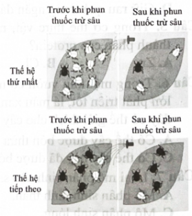  Một quần thể côn trùng được phun bằng một loại thuốc trừ sâu mới. Trong lần phun đầu tiên, đa số các con côn trùng đều chết nhưng vẫn còn một số cá thể sống sót. Ở thế hệ tiếp theo, nhiều cá thể côn trùng không bị ảnh hưởng đến sức sống khi phun thuốc trừ sâu. Nhận định nào sau đây đúng khi giải thích hiện tượng trên?  (ảnh 1)