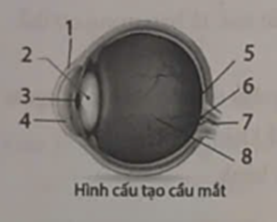 Dựa vào hình ảnh bên dưới, hãy điền chú thích các thành phần cấu tạo của cầu mắt vào bảng sau: (ảnh 1)