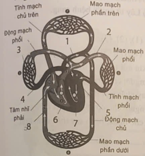 Em hãy bổ sung chú thích các cơ quan còn thiếu trong sơ đồ hệ tuần hoàn ở người: (ảnh 1)