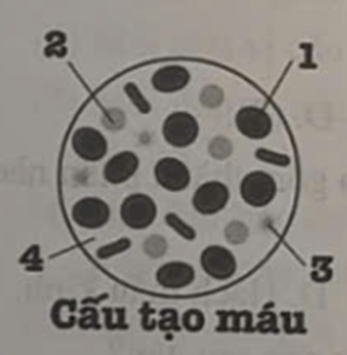 Dựa vào hình ảnh bên dưới, em hãy xác định tên và chức năng của các thành phần cấu tạo của máu vào bảng sau: (ảnh 1)