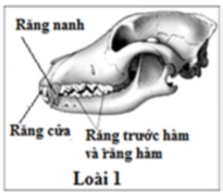  Hình dưới đây mô tả cấu trúc răng, xương sọ của 1 loài động vật. Loài động vật này thuộc nhóm động vật nào? (ảnh 1)