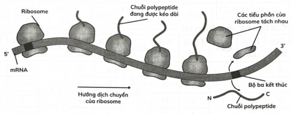  Hình dưới đây thể hiện quá trình dịch mã của nhiều ribosome tham gia vào quá trình tổng hợp protein. Theo lí thuyết, có bao nhiêu chuỗi polypeptide được tạo thành theo sơ đồ này? (ảnh 1)