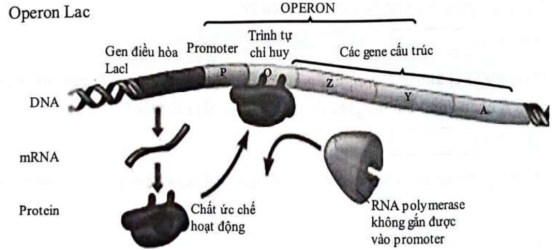 Dựa vào hình ảnh trên, mỗi nhận định sau đây đúng hay sai?  a) Hình ảnh trên mô tả sự điều hòa hoạt động của operon Lac khi môi trường không có lactose.  b) Khi môi trường không có lactose, protein ức chế liên kết với vùng khởi động ngăn cản quá trình phiên mã làm cho các gene cấu trúc không hoạt động.  c) Vùng vận hành là trình tự nucleotide đặc biệt, tại đó enzyme RNA polymerase bám vào và khởi đầu phiên mã.  d) Gene điều hòa R nằm trong operon Lac khi hoạt động sẽ tổng hợp nên protein ức chế. (ảnh 1)