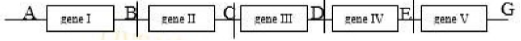  Giả sử một đoạn nhiễm sắc thể có 5 gene I, II, III, IV, V được phân bố ở 5 vị trí. Các điểm A, B, C, D, E, G là các điểm trên nhiễm sắc thể và mỗi gene quy định tổng hợp 1 loại chuỗi polypeptide. Theo lí thuyết, các phát biểu sau đây đúng hay sai? (ảnh 1)