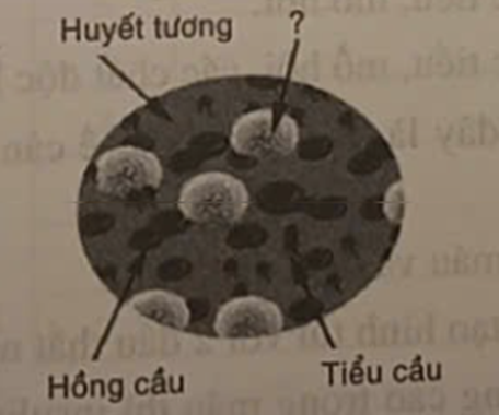 Thành phần bị thiếu tên trong hình cấu tạo máu bên dưới là (ảnh 1)