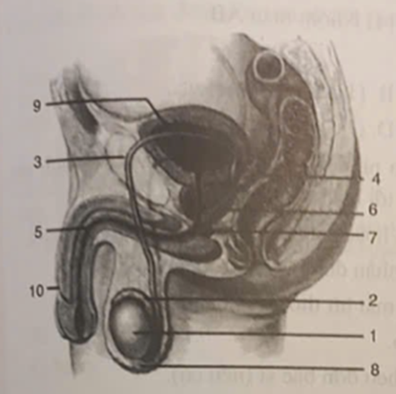 Dựa vào hình ảnh bên dưới, hãy điền chú thích các thành phần cấu tạo của cơ quan sinh dục nam vào bảng sau: (ảnh 1)