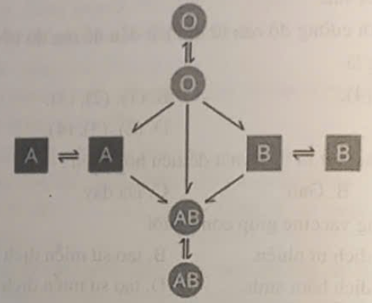 Dựa vào sơ đồ truyền máu bên dưới, em hãy cho biết người có nhóm máu O (ảnh 1)