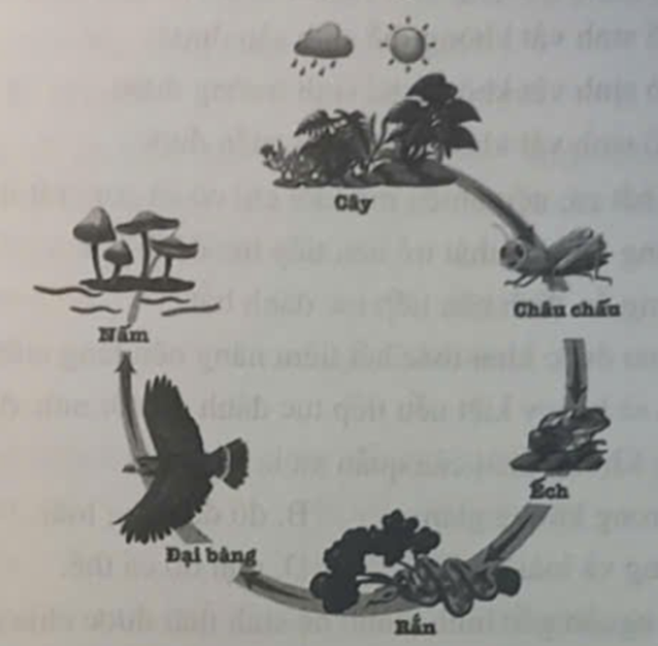 hãy cho biết hình dưới đây thể hiện điều gì. Em hãy xác định tên các sinh vật sản xuất (ảnh 1)