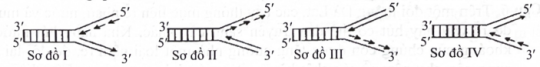 Sơ đồ nào sau đây mô tả đúng về giai đoạn kéo dài mạch polynucleotide mới trên 1 chạc chữ Y trong quá trình nhân đôi DNA ở sinh vật nhân sơ? (ảnh 1)